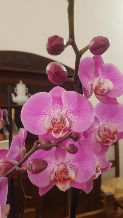 Ginevra Casa Vacanze Panzano in Chianti Eksteriør bilde